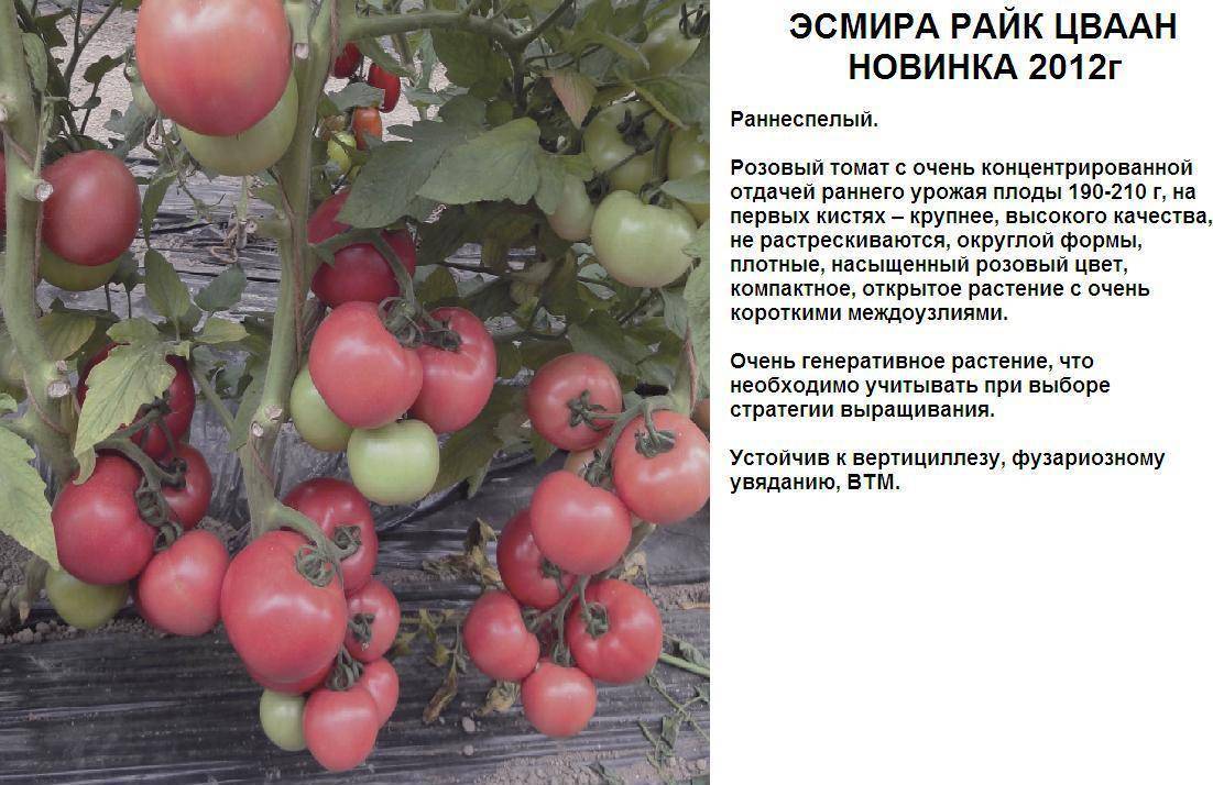 Неимоверно урожайный томат машенька: детальное описание, выращивание, отзывы