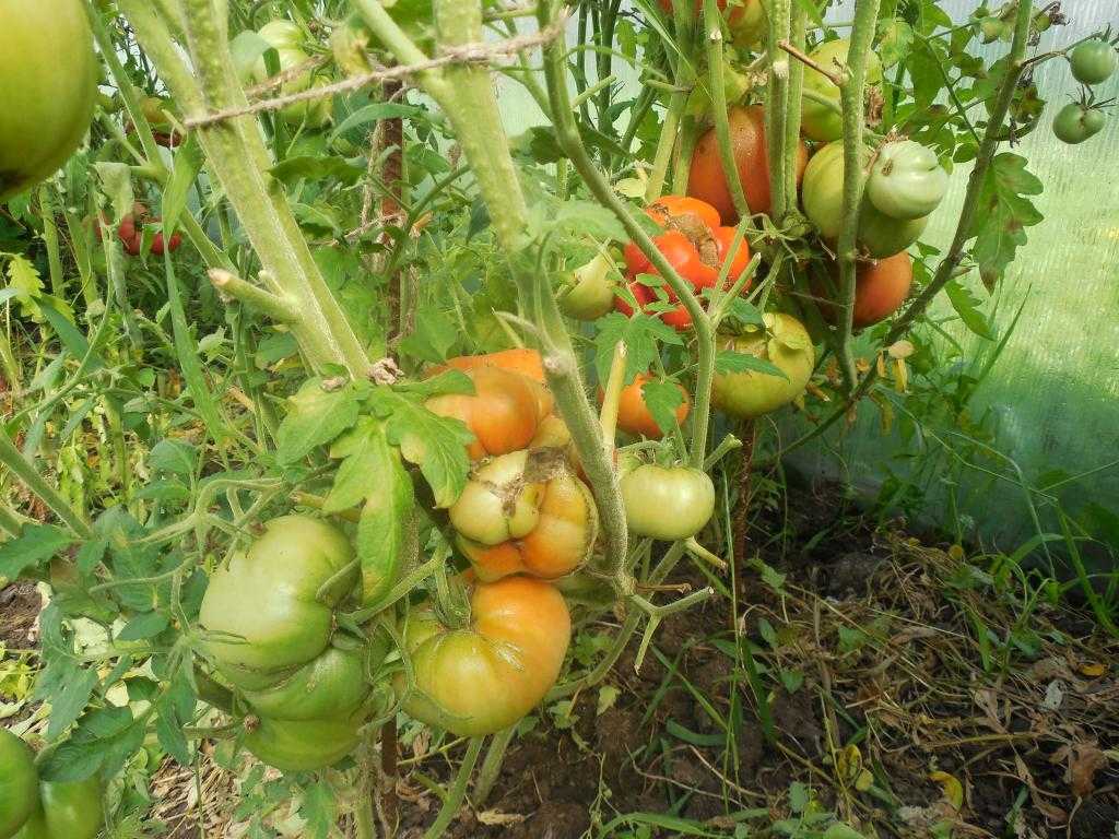 Томат шунтукский великан: описание сорта помидора и уход за ним