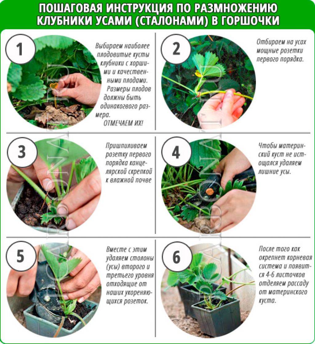 Пошаговая инструкция, как в августе размножить клубнику делением куста