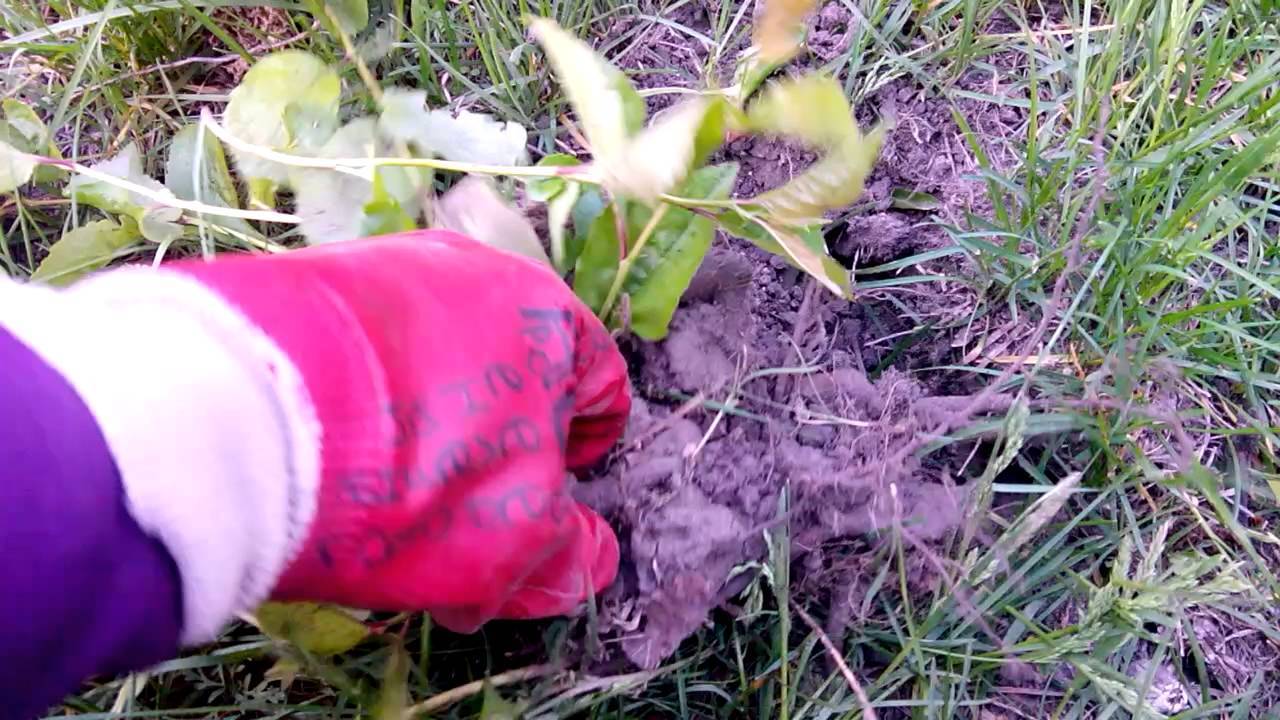Как удалить корни вишни без корчевания. как удалить вишню — изучаем способы