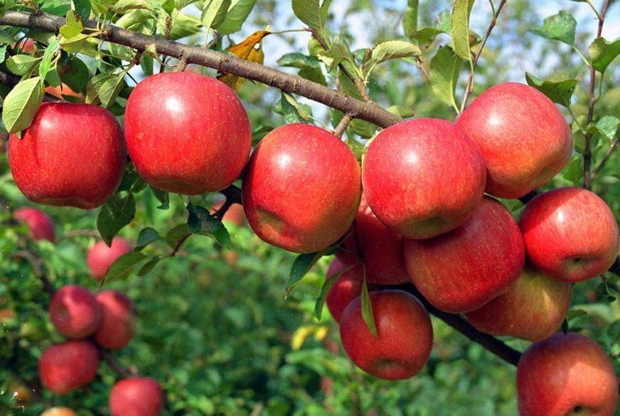 Яблоки фуджи, откуда привозят, где растут, польза и вред, описание