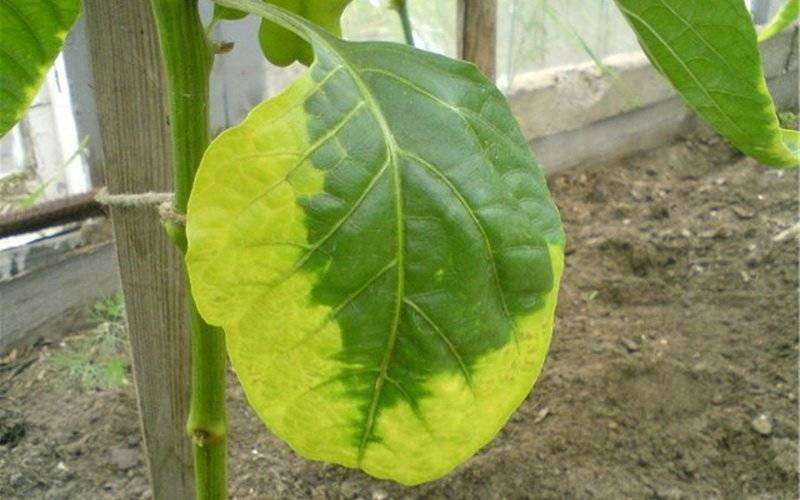 Болезни рассады сладкого перца и борьба с ними: фото листьев, лечение