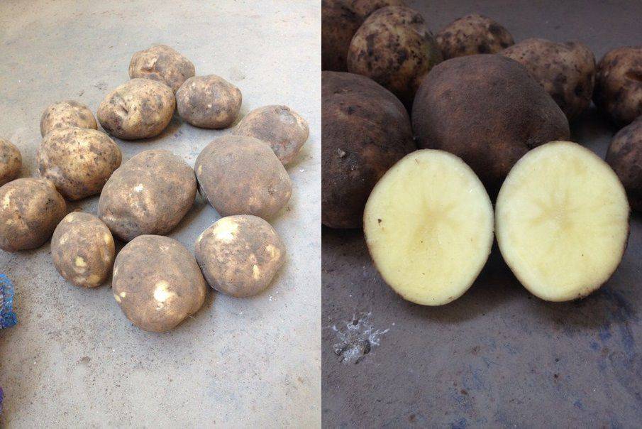 Все о сорте картофеля колобок: описание и фото, особенности выращивания и ухода и другие нюансы