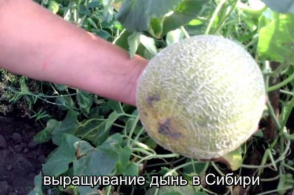 Выращивание дыни в открытом грунте: выбор сорта, посадка и уход :: syl.ru