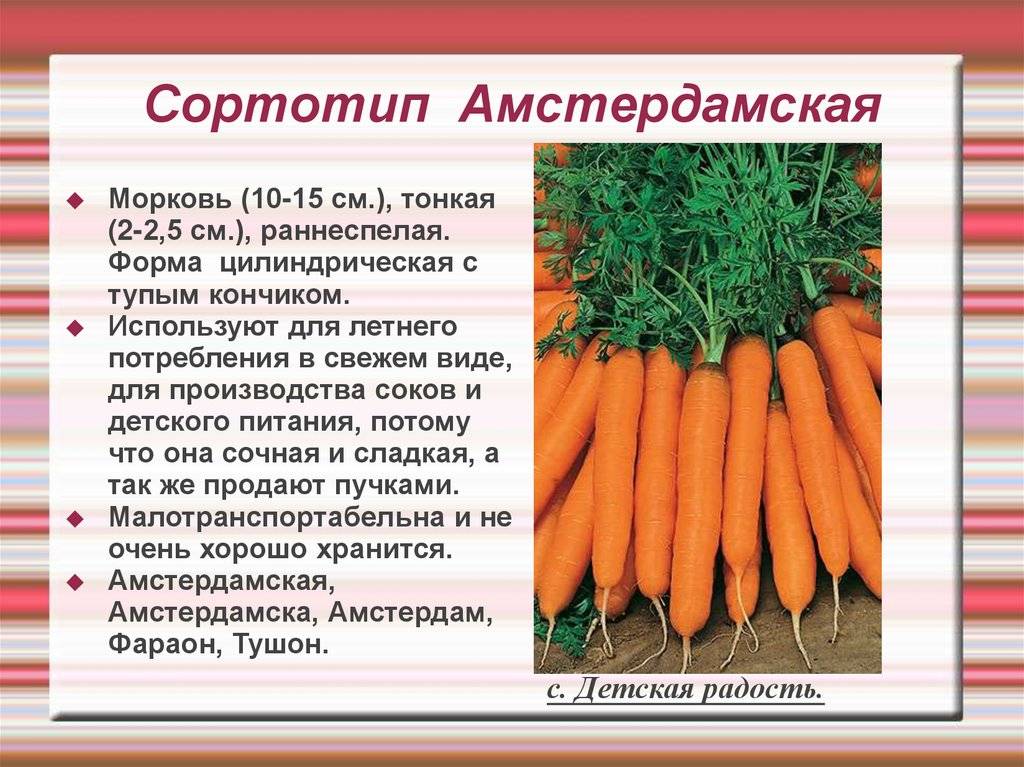 Сорта моркови для открытого грунта: бывает ли фиолетовая, белая, красная, какого цвета изначально был кормовой овощ, каковы лучшие семена для посевной подмосковья?