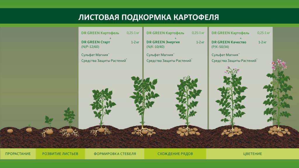 Сколько дней растет картофель от посадки до урожая: что влияет на время созревания - onwomen.ru