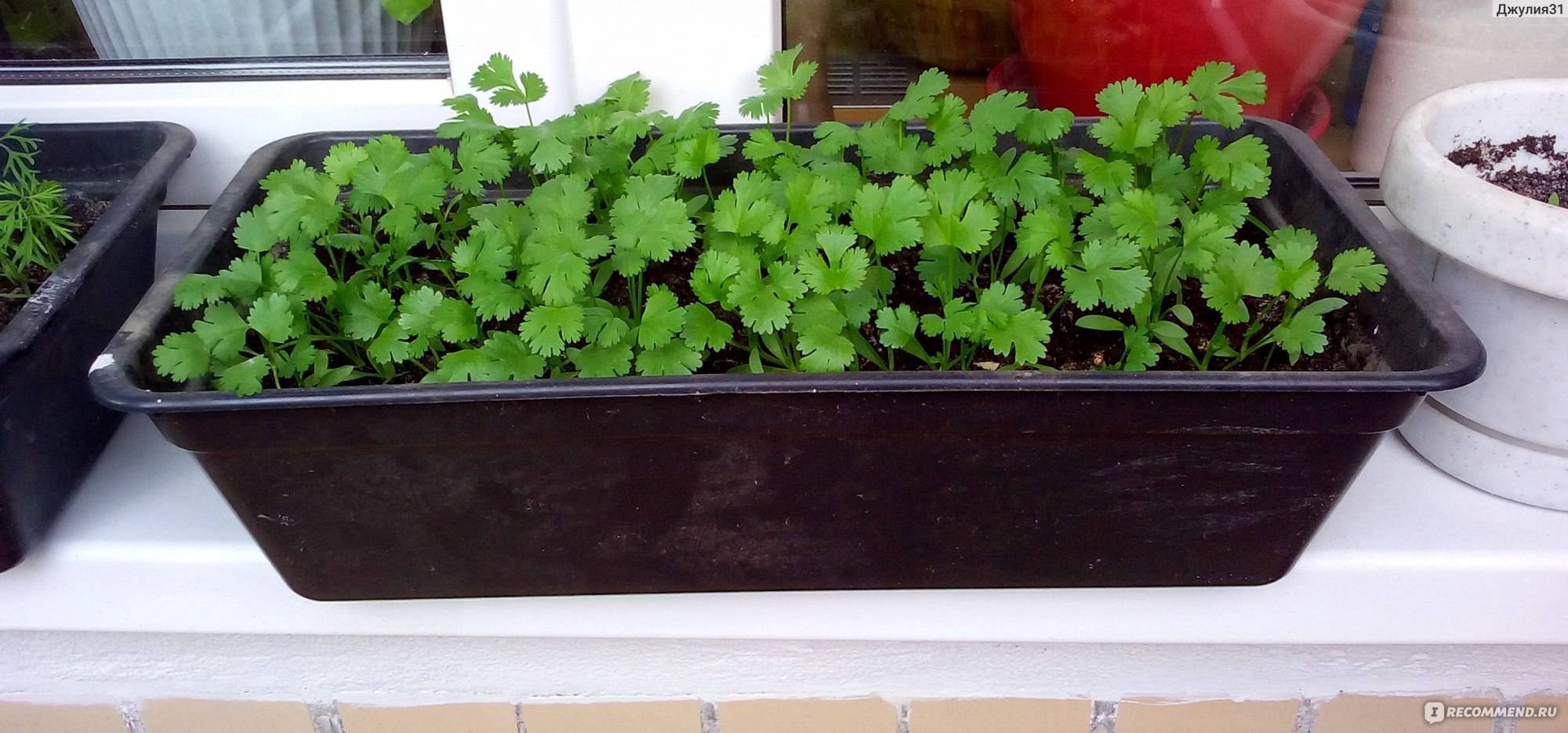 Как вырастить кориандр (кинзу) из семян зимой на подоконнике в квартире в домашних условиях