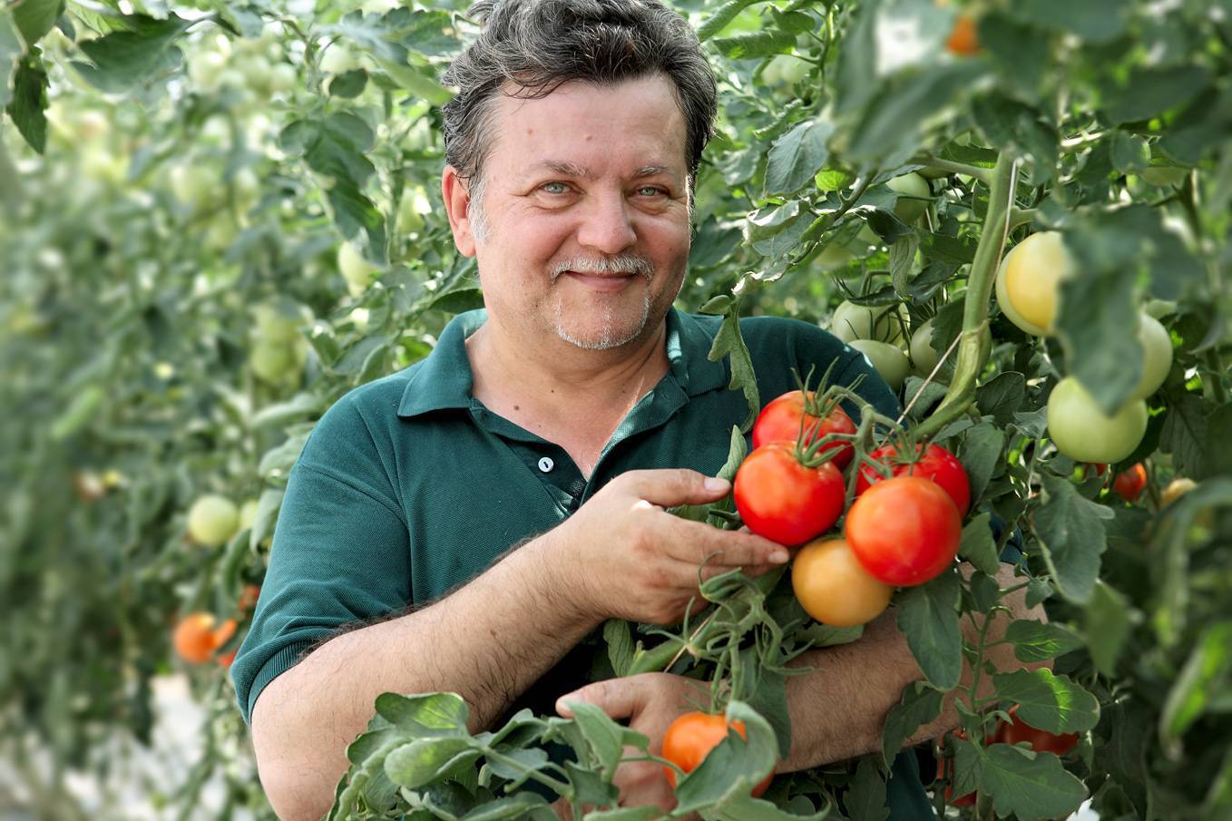 Описание сорта томата крымская роза, особенности выращивания и урожайность