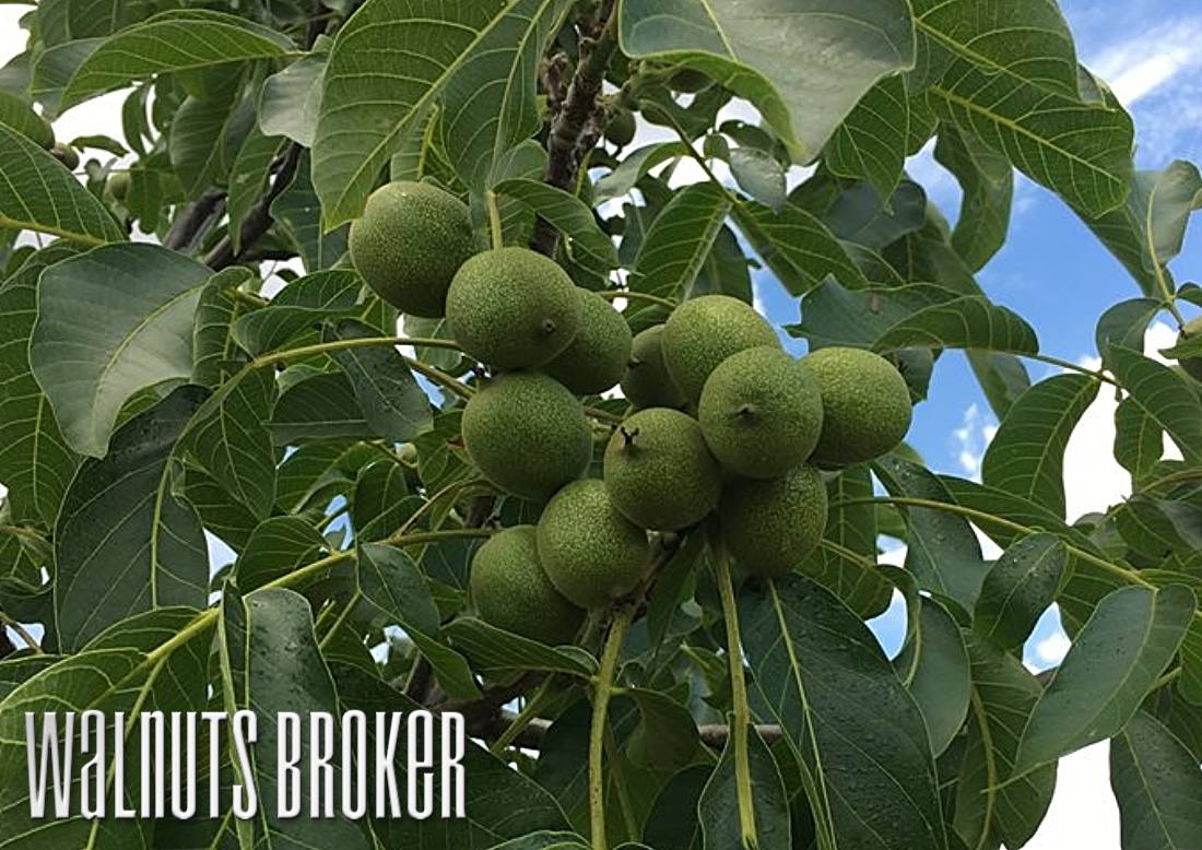 Грецкий орех (40 фото) - как выглядит дерево, выращивание, сорта, уход | огородникам инфо