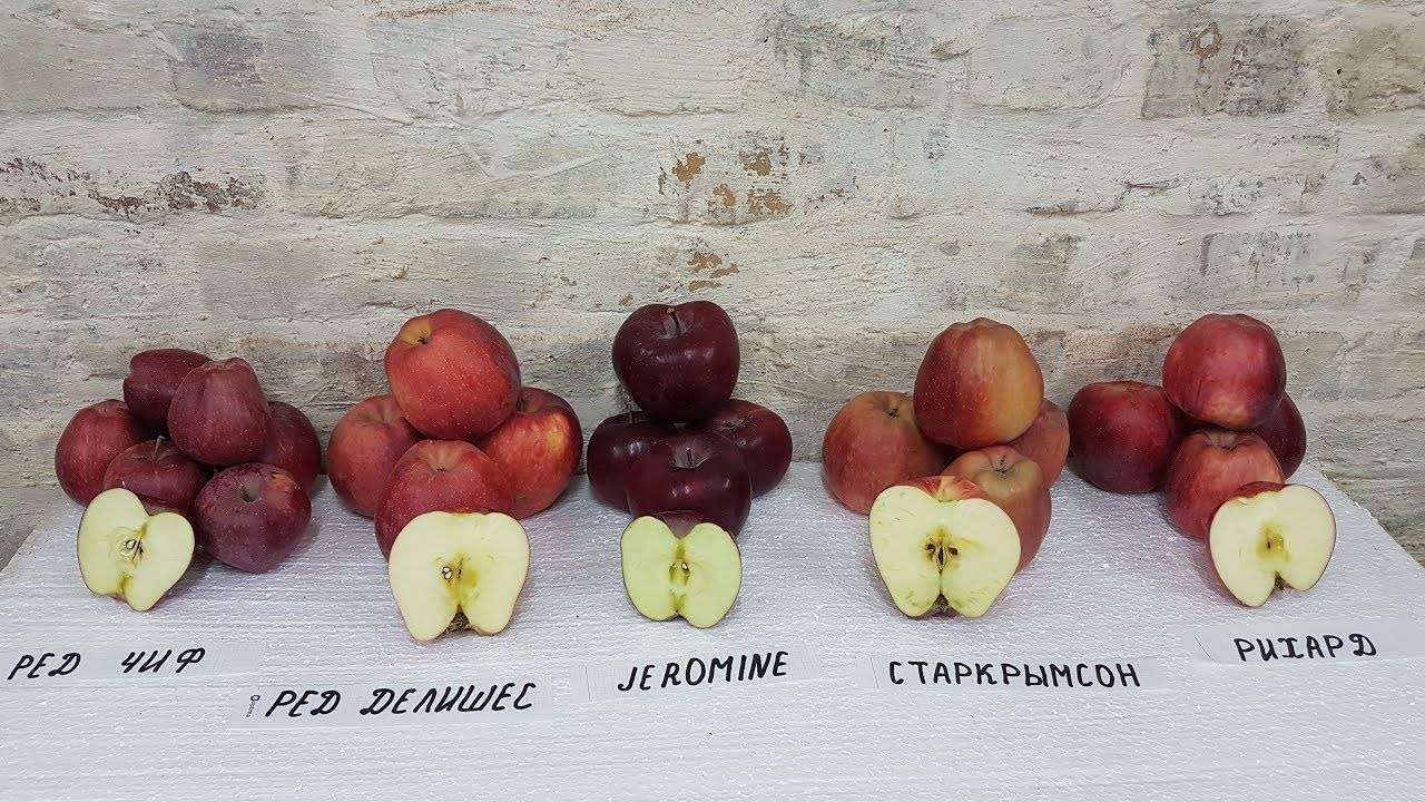 Сорт яблони ред чиф: особенности посадки и выращивания