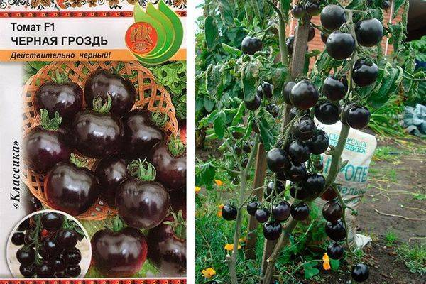 Томат черная гроздь f1: описание сорта, фото и урожайность, отзывы » eтеплица