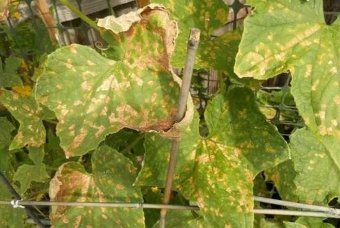 Почему вянут листья на огурцах в теплице и можно ли их спасти