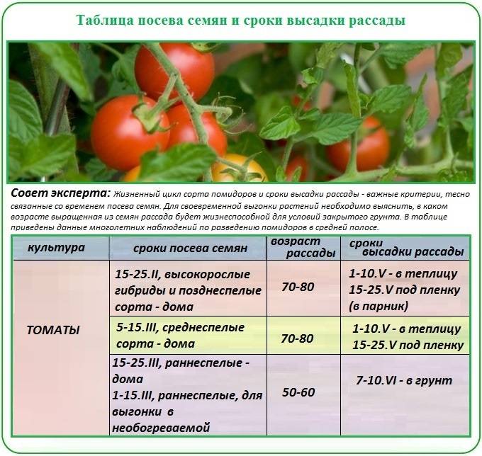 Перец болгарский выращивание и уход: от посева семян до сбора урожая