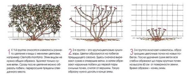 Клематисы в ландшафтном дизайне: деление по времени цветения, как обрезать и правила ухода - 28 фото