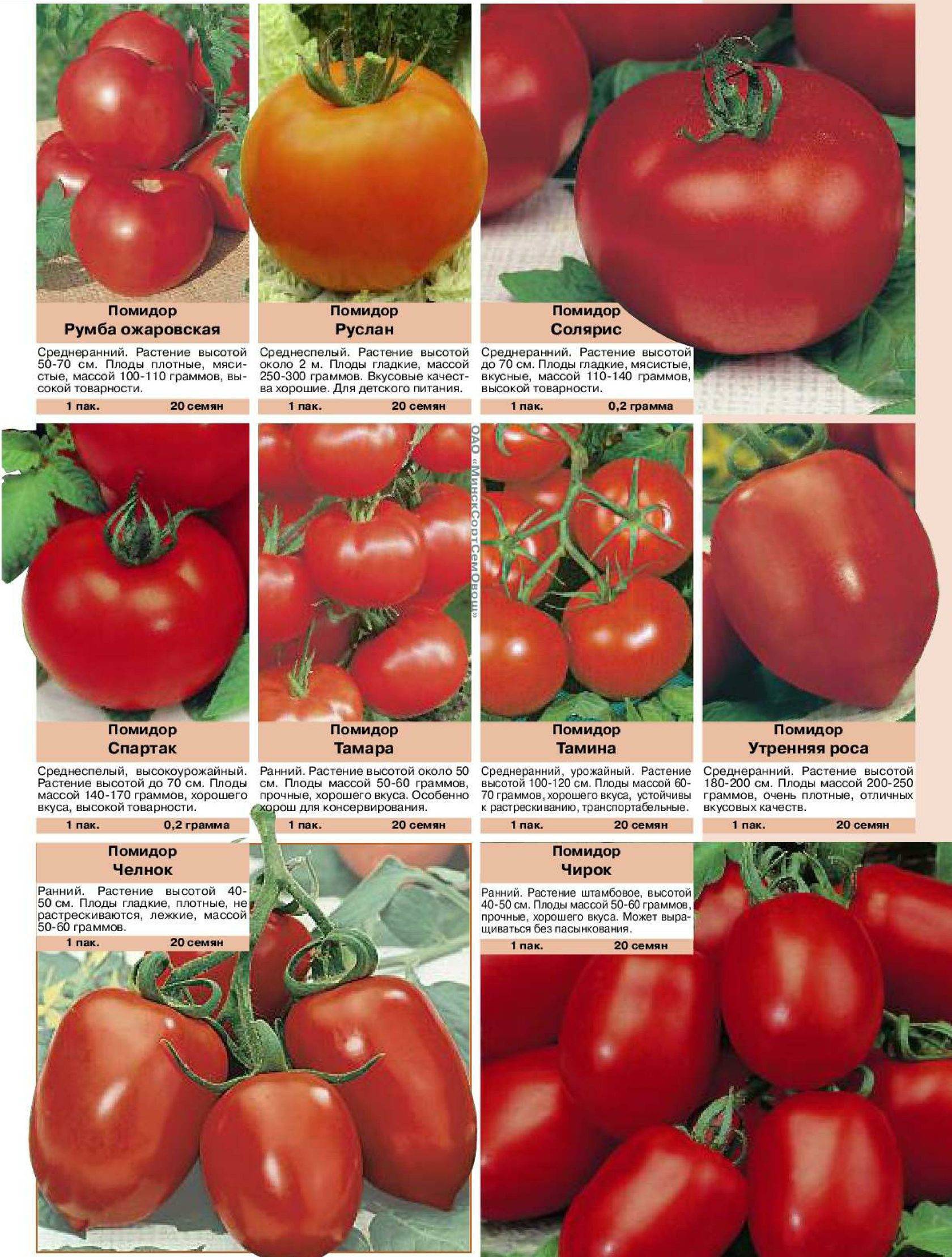 Лучшие сорта помидоров для выращивания в Витебской области