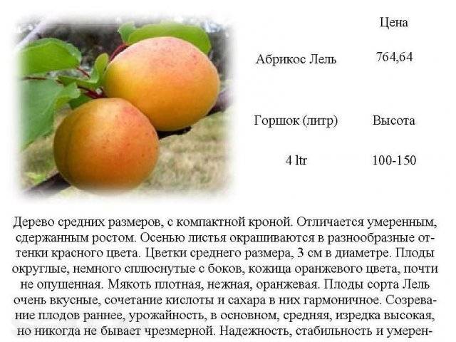 Абрикос жигулёвский сувенир: описание и характеристика сорта, агротехника выращивания и ухода, фото