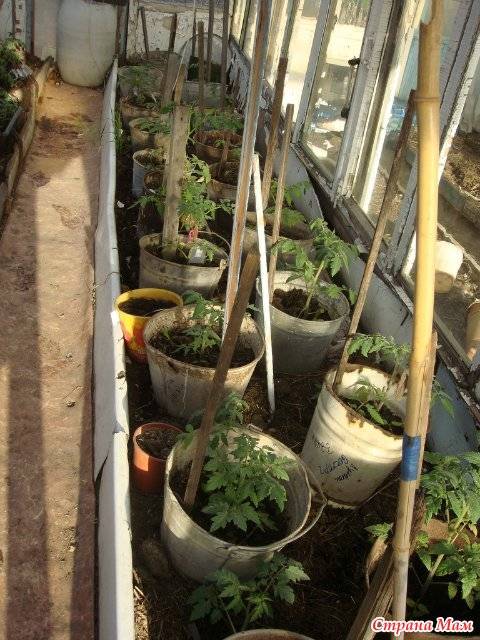 Выращиваем томаты в ведрах - вместе мастерим