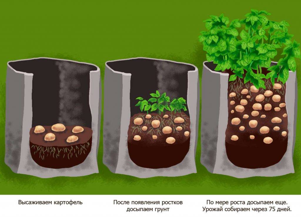 Выращиваем картофель в мешках: пошаговая инструкция