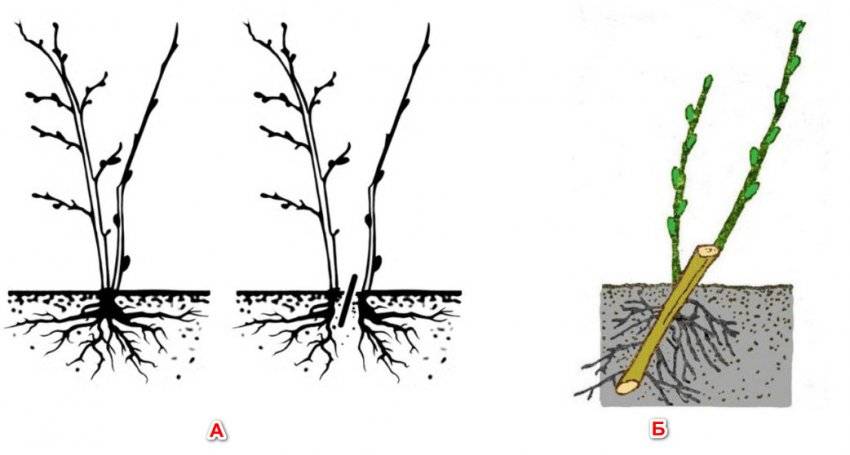 Размножение крыжовника черенками: посадка, уход, способы черенкования