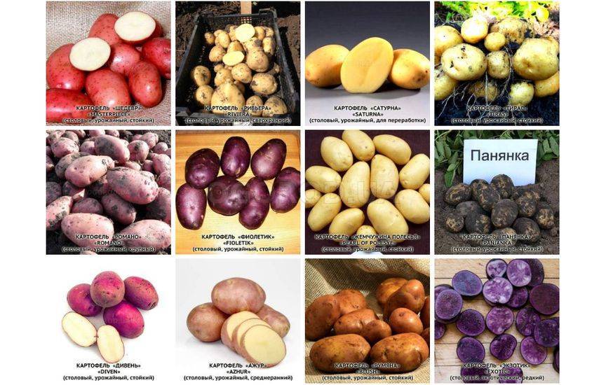 Лучшие сорта картофеля: ранние, ультраранние, скороспелые, урожайные