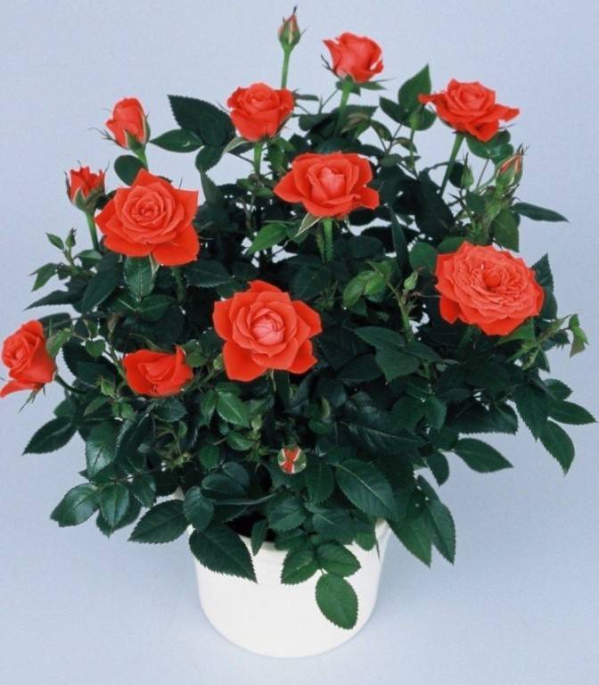 Роза кордана микс - как ухаживать после покупки в домашних условиях и можно ли высаживать в открытый грунт (фото)