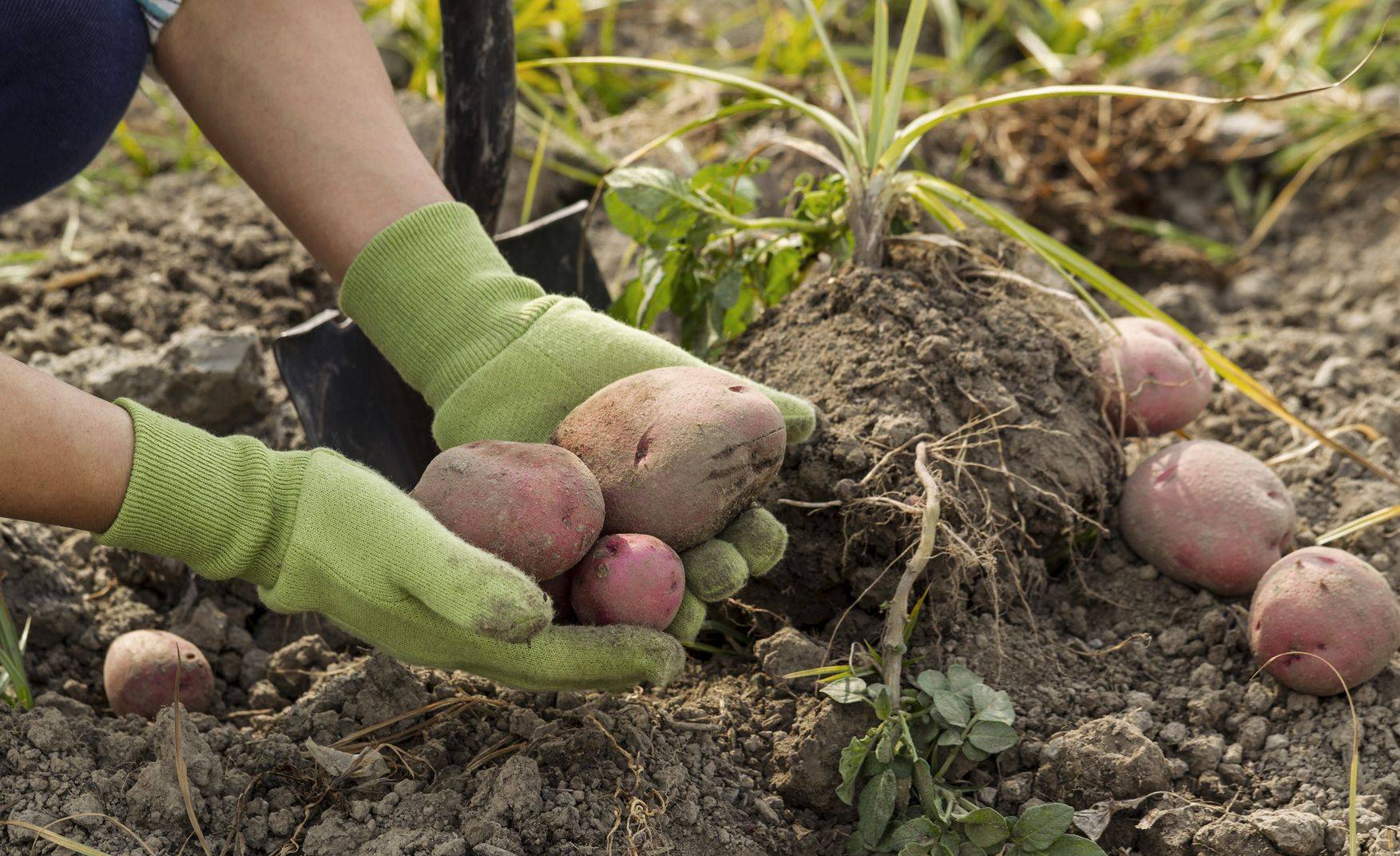 Все о посадке и особенностях выращивания картофеля