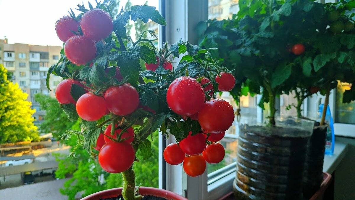 Как вырастить томаты к новогоднему столу