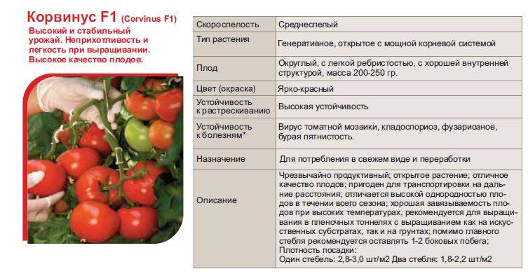 Томат витязь: описание сорта помидоров, отзывы о них, преимущества и недостатки, гибридный сорт русский витязь f1