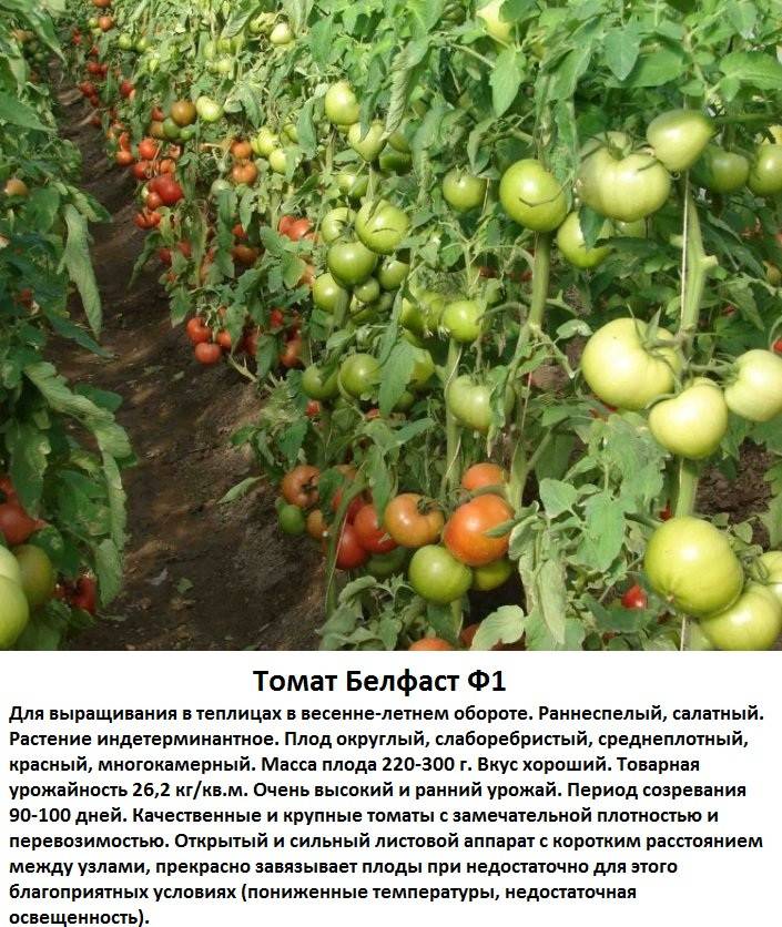 Томат цитрусовый сад характеристика и описание сорта отзывы дачников с фото