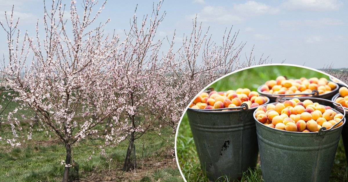 Выращивание абрикоса в сибири: описание 11 лучших сортов, посадка и уход