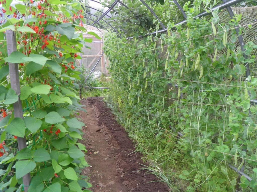 Спаржевая фасоль: выращивание и уход, посадка в открытый грунт