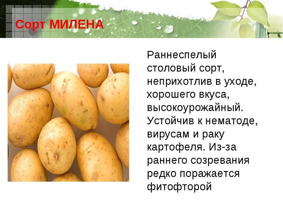✅ сорт картофеля рябинушка характеристика отзывы фото - питомник46.рф