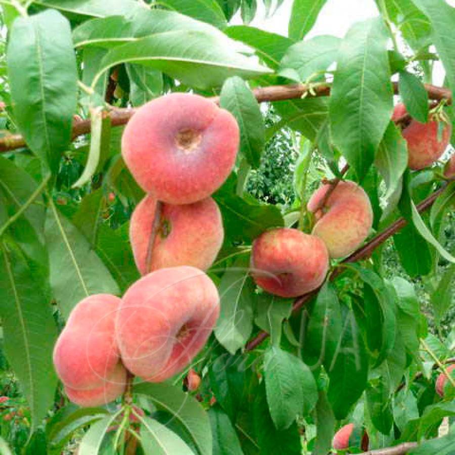 Инжирный персик — что за растение
