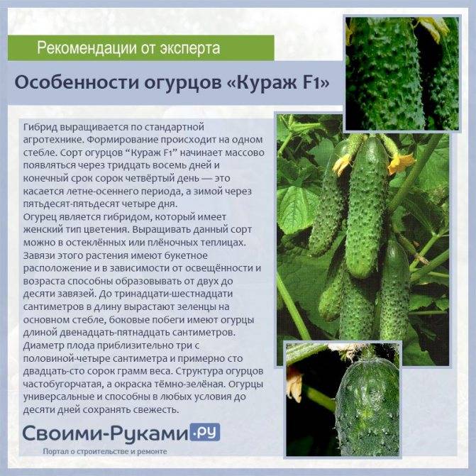 Огурцы кураж f1: описание сорта и выращивание в открытом грунте