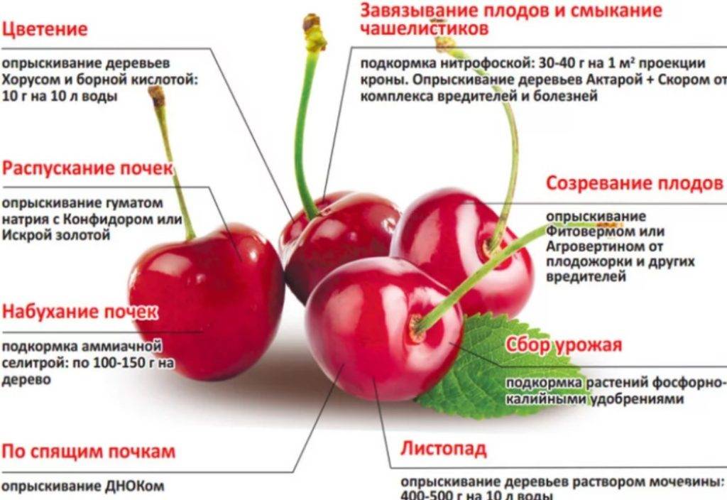 Описание черешни сорта Василиса, выращивание и уход