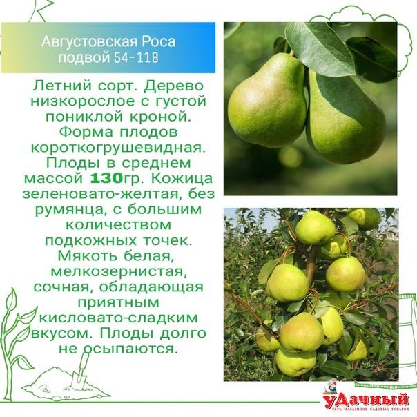 ᐉ груша мраморная: описание сорта, фото, правила выращивания, отзывы - zookovcheg.ru
