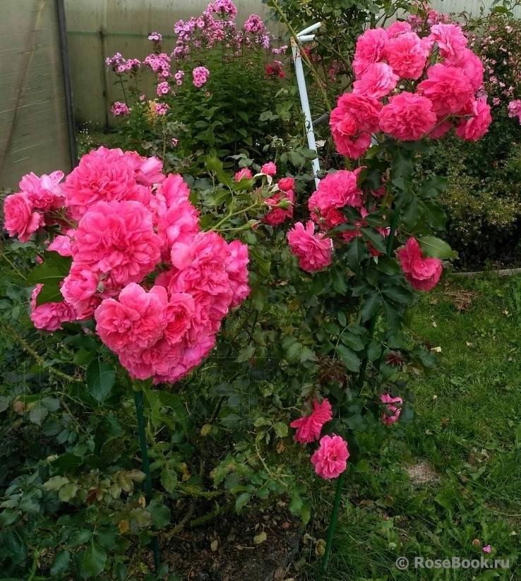 ✅ выращивание и правила ухода за розой сорта розариум ютерсен - сад62.рф