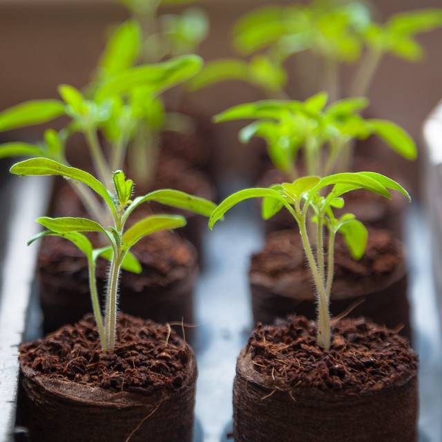 Выращивание рассады томатов в домашних условиях – правильно, пошаговая инструкция с фото, видео