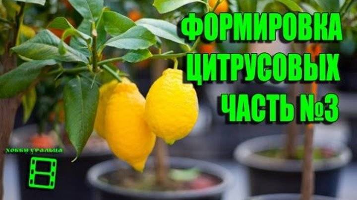 Как обрезать домашний лимон: форма кроны и стимулировать цветение - nadachedom.ru