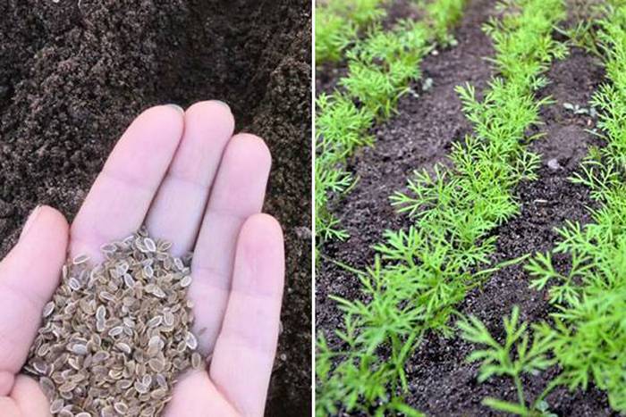 Когда и как сажать укроп семенами в открытый грунт: весной, летом и осенью под зиму