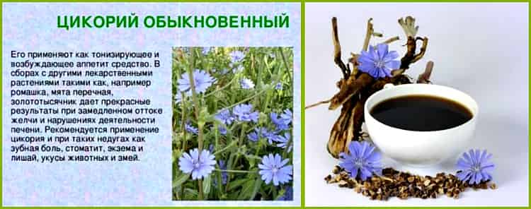 Цикорий: польза и вред цветка