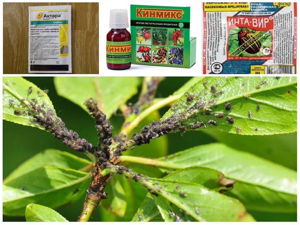 Щитовка на комнатных растениях — как избавиться, химические препараты и народные методы