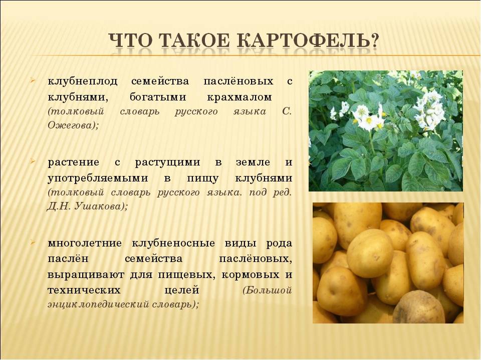Описание и характеристики сорта картофеля каменский