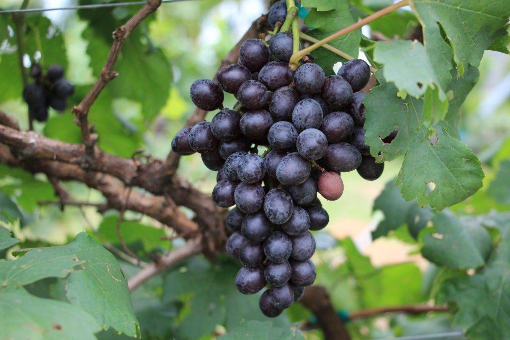 Виноград вэлиант: описание сорта и характеристики, посадка и уход