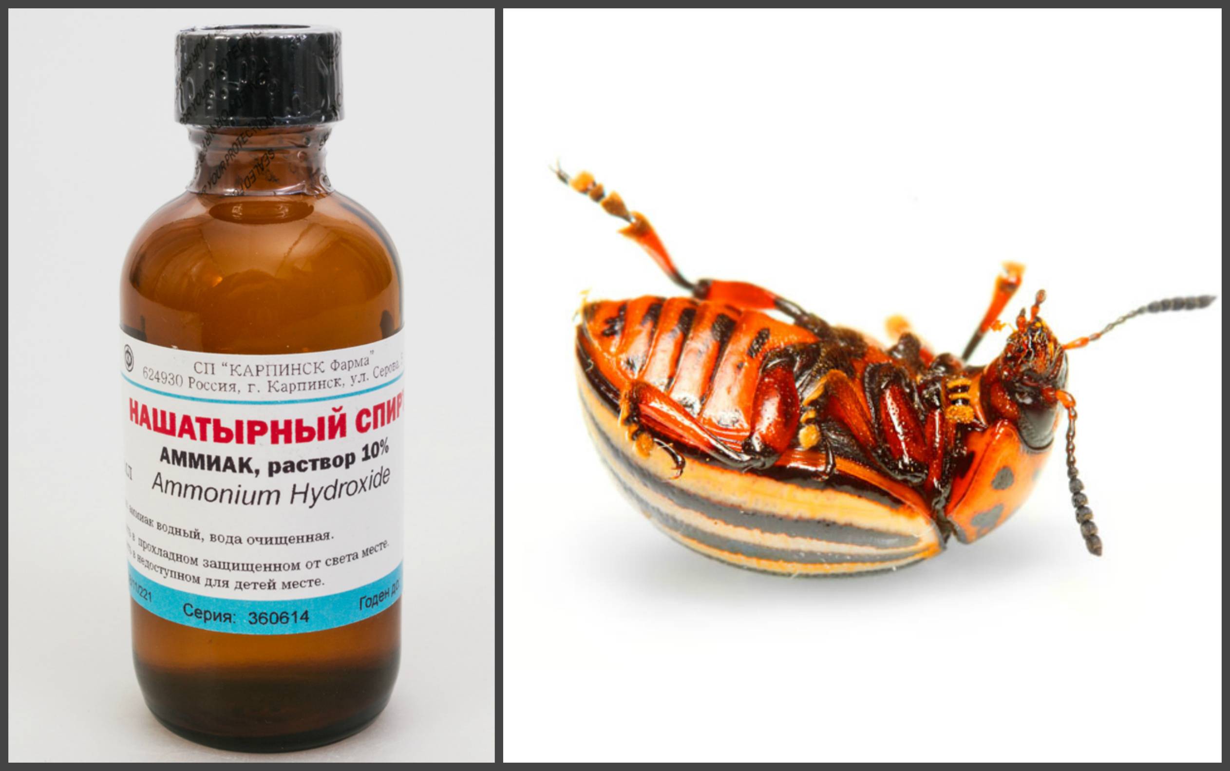 Нашатырный спирт от колорадского жука на картошке: описание, как применять, отзывы, фото