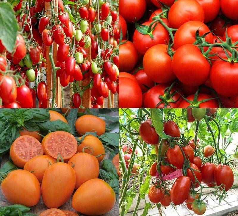 Лучшие сорта высокорослых помидоров для открытого грунта: помощь в выборе, разновидности (ранние, поздние, кистевые и т.д.), отзывы дачников