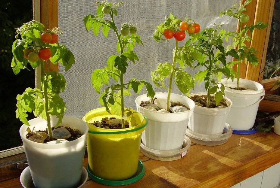 Проверенный метод как вырастить помидоры на подоконнике или балконе