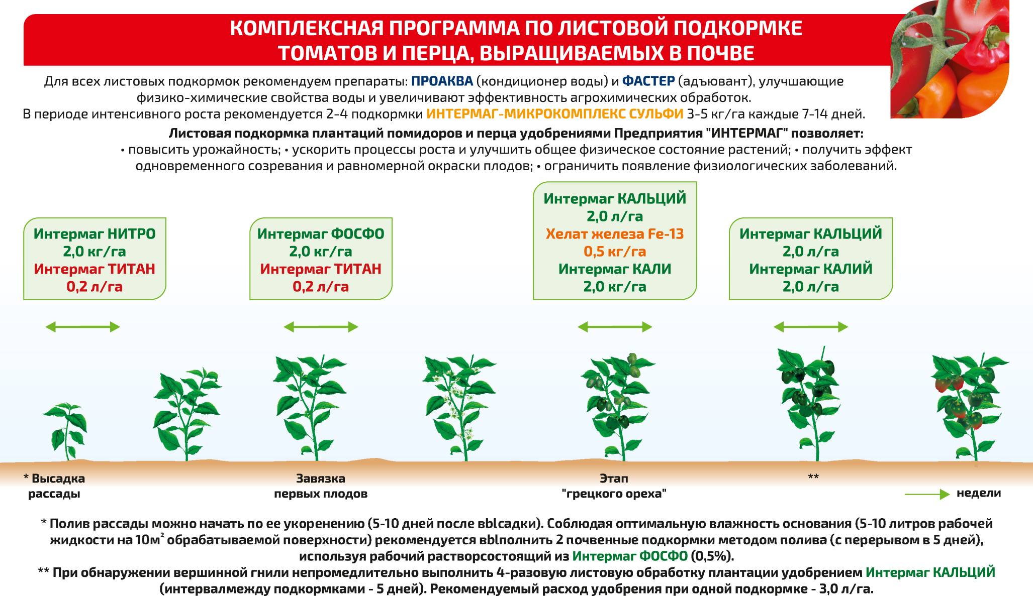 Репа выращивание и уход в открытом грунте - агро журнал "ru поле"