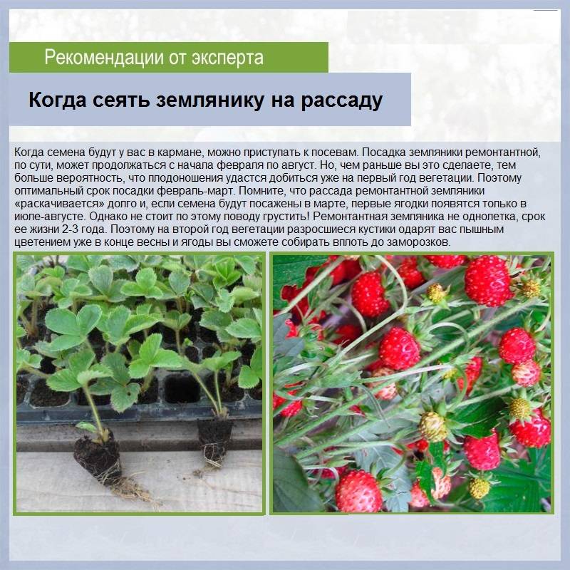Клубника кимберли: описание сорта, особенности выращивания