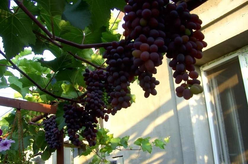 Виноград юпитер: описание сорта, фото :: syl.ru